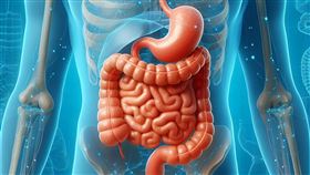 腸胃,胃病,胃痛,腸子,胃。（示意圖／PIXABAY）