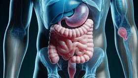 腸胃,胃病,胃痛,腸子,胃。（示意圖／PIXABAY）