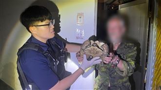 龜失蹤…引路「廢墟厝」！賊思妻繁衍79命