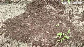 馬陸,馬陸大軍,遷移,大地震,前兆,彰化,果園（圖／陳啟宗提供）