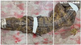 高雄,仁武,澄清路,鱷魚,動保法,農業局提供