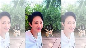 陳法蓉傳出遭身家逾10億的「油王」朱明詐騙2.8億港幣。（翻攝自陳法蓉微博）
