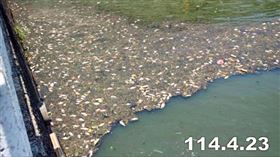 梧棲大排,魚群暴斃,死魚,撈死魚,台中（圖／議員楊典忠提供）