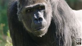 歲大猩猩「寶寶」是台灣人工哺育成功的低地大猩猩，荷蘭，靈長類公園。（圖／翻攝荷蘭猴山靈長類公園臉書粉專）