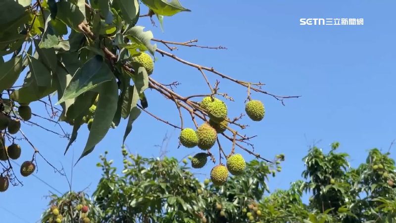 玉荷包遇寒害產量恐創新低　價格漲近7成