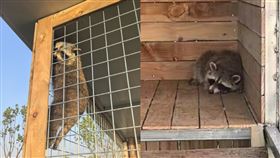 2隻小浣熊「漏夜私奔」，園方急重金懸賞。（圖／翻攝自「大皖新聞」微博）