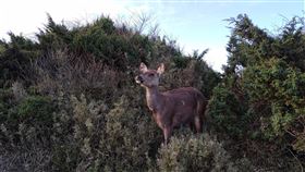 奇萊山常有水鹿出現，被山友譽為是《魔法公主》中的山獸神。（圖／翻攝自太管處）