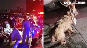 高雄,愛犬,主人,情侶,貴賓狗,跳海,光榮碼頭,鐵達尼號