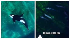 法國政府2021年通過禁止海豚和鯨魚等動物表演的法案，坎城近郊的Marineland Antibes主題水族館因此於今年1月關閉，日前有動保組織發現竟有2隻虎鯨、12隻海豚被遺棄在環境汙濁的水池中。