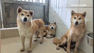 丟棄16隻柴犬　飼主遭罰41.5萬、終生禁養