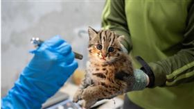 台北市立動物園新生石虎寶寶的名字出爐，卻遭網友質疑是黑箱作業。（圖／台北市立動物園官網）
