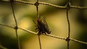 肉蠅 蒼蠅 麻蠅 （圖／翻攝自PEXELS）