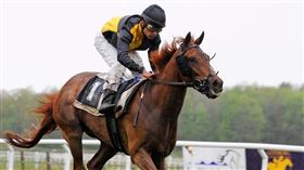 ▲賽馬 馬奔跑。（圖／翻攝自Pixabay） 