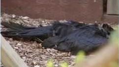 加州傳出大量鳥類不明原因死亡。（圖／翻攝自X）