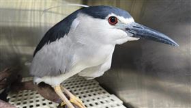 夜鷺的外型常被人們誤認成企鵝。（圖／翻攝畫面）