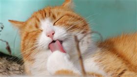 ▲國家科學及技術委員會第24次園區審議會通過7項投資案，涵蓋光電、生技、自動化設備與綠色材料等領域，甚至還有生產再生纖維貓砂的，總投資金額達29.4億元。政策引導見成效，園區發展有望帶動高階就業與區域經濟。（示意圖／PIXABAY）