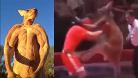 袋鼠和職業拳手對打，一旦被牠抱住頭，就會施展大絕，用尾巴撐地，雙腿凌空飛踹。（圖／翻攝YouTube）