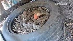 又來！雞舍第9蛇現身　補蛇人：鵝嚇到都會帶路