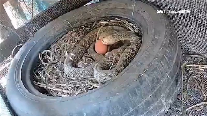 雞舍第9蛇現身　補蛇人：鵝嚇到都會帶路