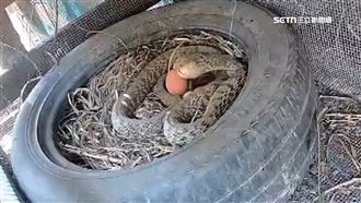 雞舍第9蛇現身　補蛇人：鵝嚇到都會帶路