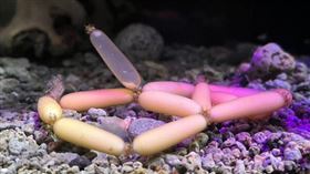 ▲盲鰻，卵，小香腸，深海，幼魚水族館。（圖／翻攝自X平台 @yogyo_aquarium）