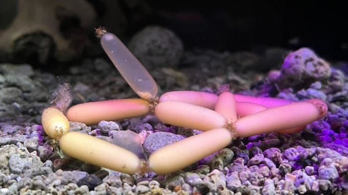 水族館驚見謎樣生物　網笑：深海小香腸