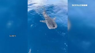驚喜！出海遇鯨鯊 漁民喊「哈囉」打招呼
