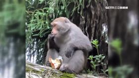 冬筍餅試吃會 猴搶食奔屋頂