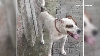 遭未牽繩犬二度撕咬　飼主竟「棄狗逃逸」
