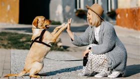 ▲狗（示意圖／翻攝自pixabay）