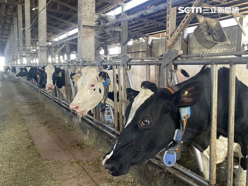 牧場酪農處理流程嚴謹，確保每一滴鮮乳都新鮮、安心、可追溯。（圖／記者蔣季容攝影）