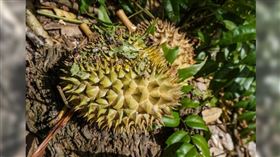 印尼一對年僅8歲和4歲的親姐弟，近日被發現陳屍在榴槤園中。（示意圖／Pixabay）