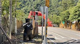 裡冷台灣小黑熊消失　60歲翁：喜歡帶回家（圖／翻攝畫面）