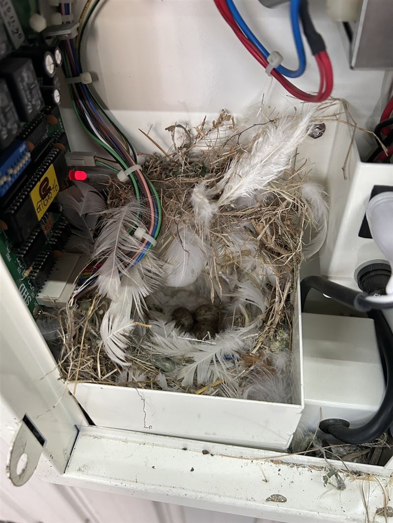 業者決定讓麻雀夫妻專心育雛，暫時關閉充電樁，前幾天麻雀寶寶終於孵出來了。(圖／翻攝畫面)