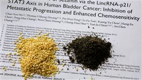 芝麻萃取出的芝麻素展現抑制膀胱癌轉移潛力。（圖／陽交大提供）