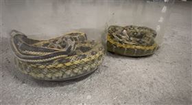 天熱炎熱，蛇漸多，彰化縣1~4月抓801條蛇，3大毒蛇上榜(圖／翻攝畫面)