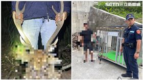 屏東,墾丁,梅花鹿,獵殺,鹿茸