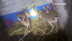 墾丁盜獵梅花鹿猖獗! 只取鹿角.軀體亂丟