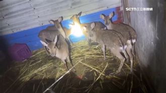 墾丁獵殺梅花鹿猖獗　「只取鹿角」遭棄屍