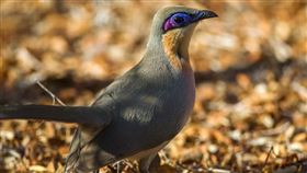 ▲杜鵑鳥。（圖／翻攝自維基百科）