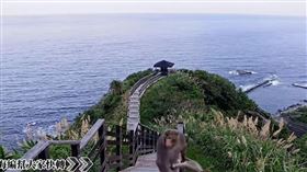 花蓮鏡頭君剛修好「不雅畫面」全被直播　抓猴影像曝光（圖／翻攝自東部海岸國家風景管理處YouTube）