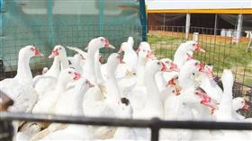 ▲台南市永康區中正六街上，驚見1隻「薑母鴨」亂竄車道，經警方與民眾圍捕才抓獲。。（圖／CTWANT）