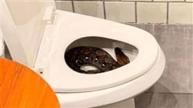 該名男子如廁時赫然發現馬桶內竟有一條大型蟒蛇蜷縮其中。（翻攝臉書）