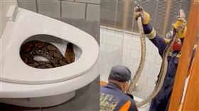 2公尺長巨蟒盤踞馬桶內！男子上廁所嚇呆