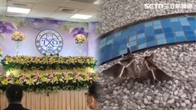 花蓮校內追思區出現一隻大燕蛾，一待就是7小時，學生知道老師回來看我們了。（圖／民眾提供）