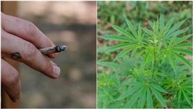  大麻煙、大麻　圖／pexels
