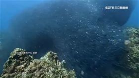 墾丁海域驚見「沙丁魚風暴」　潛客：人品爆棚