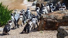 企鵝不只萌樣吸睛，現在連糞便都成為氣候變遷下的「救世主」！（示意圖／Pixabay）