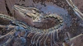 芝加哥菲爾德自然史博物館近日公布一件罕見始祖鳥化石的最新研究成果。（翻攝自菲爾德自然史博物館）