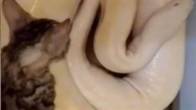 印尼一名男子疑似為了博取流量，竟將一隻活貓當作寵物蟒蛇的「豪華晚餐」。（圖／翻攝自臉書／Rumah Singgah Clow）